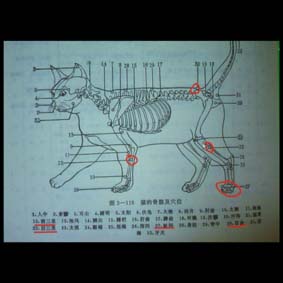 Akupunktur Tafel Katze